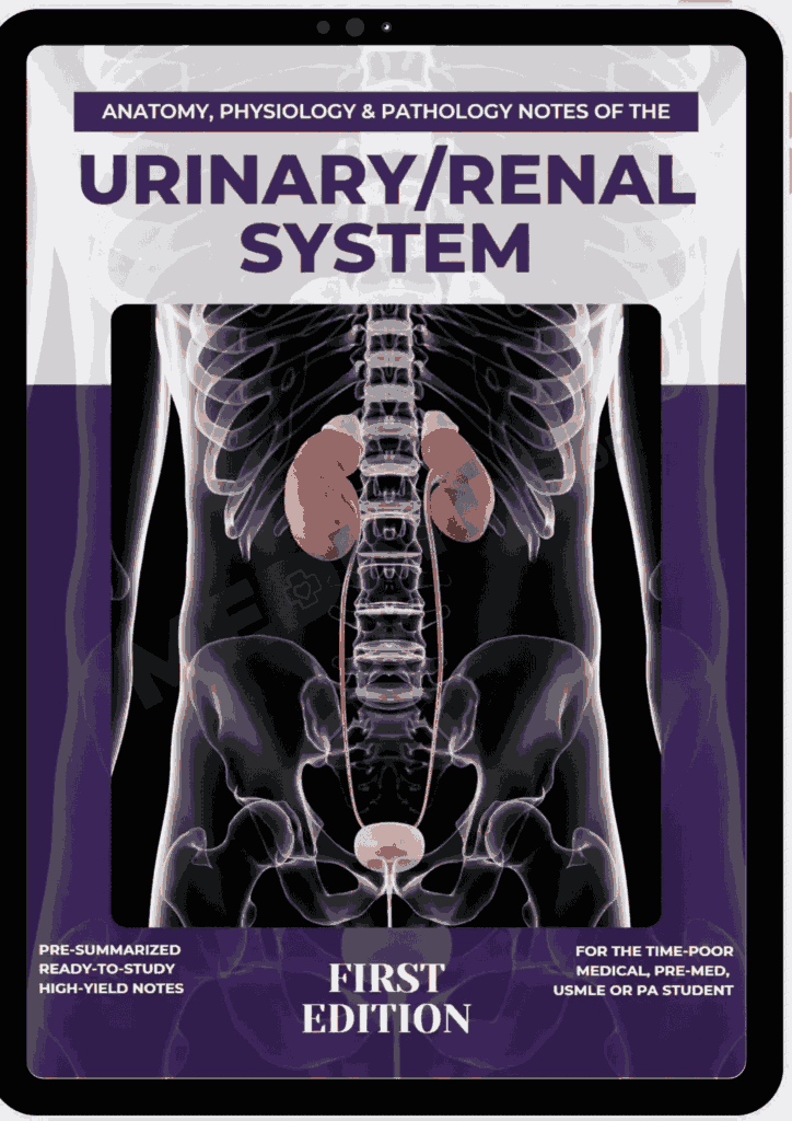 Renal System